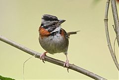 Rufous-collared Sparrow